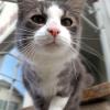 Ausgesetzte Katze in Geisenried gestorben