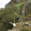 Der illegal gefällte Berg-Ahorn-Baum am Hadrianswall in Northumberland im September 2023. Der Vorfall löste in Großbritannien große Betroffenheit aus.