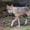 Symbolbild Wolf