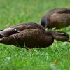 Die Enten halten sich am Waldsee besonders gerne in der Badeanstalt auf. Denn die jungen Triebe des Grases dort enthalten sehr viel Eiweiß. 