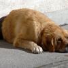 Hund in Sonthofen auf Balkon gesperrt: Feuerwehr rettet Tier vor prallen Sonne
