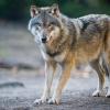 Im Allgäu wurden in kürzester Zeit mehrere tote Kälber gefunden. Es wird davon ausgegangen, dass ein Wolf die Tiere gerissen hat. 