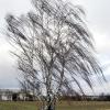 Auch das Westallgäu bleibt nicht vom Sturm Fabienne verschont.