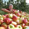 Die Obstbauern haben bislang etwa die Hälfte der Früchte geerntet und erwarten heuer eine Rekordernte. 