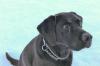 Labrador-Hündin Anka starb in Oberstdorf an Rattengift.