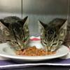 Katzenbabys am Lindenberger Krankenhaus in Rettungswagen eingestiegen