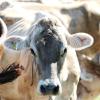 Blauzungenkrankheit in Baden-Württemberg ausgebrochen: Aktuell gibt es noch keine Vorsichtsmaßnahmen im Allgäu.