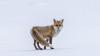 Polizei Marktoberdorf rettet Fuchs aus Jägerzaun