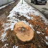 Ärger über gefällte Bäume in der Buchloer Stadtratssitzung