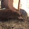 Frühlingserwachen in den Allgäuer Gärten: Igel auf der Suche nach Futter