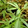 Cannabis-Pflanze (Symbolbild)