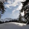 Mitten durch die unberührte Natur: Das lockt manchen Schneeschuhläufer, Skitourengeher und Freerider. Doch für die Tierwelt und damit auch für den Wald sind solche Störungen schlecht.