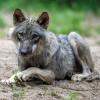 Staatsregierung stellt "Aktionsplan Wolf" vor: In Ausnahmefällen darf geschossen werden