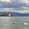 Felchen verhungern im Bodensee: Bayerische Bodenseeberufsfischer sehen dramatische Entwicklung