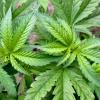 Marihuana-Aufzuchtanlagen in Mehrfamilienhaus bei Tussenhausen entdeckt