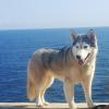 Die Huskyhündin Kaya ist sehr menschenlieb, sagt Tierschutzberaterin Anke Maruschka. 