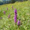 Die Bergwelt bietet vielen Pflanzen und Tieren Lebensraum. Das Männliche Knabenkraut ist eine Orchideenart. Die „Arbeitskreise Heimischer Orchideen“ haben „Orchis mascula“ zur Orchidee des Jahres 2009 gekürt. 