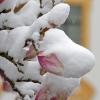 Obstbauern am Bodensee fürchten nach Wintereinbruch um Obstblüten