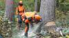 Um Wald und Waldarbeit geht es bei der breit angelegten Fortbildungsreihe, die das AELF jetzt startet. Sie soll auch Frauen Lust auf den Wald machen.  