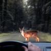 Fuß vom Gas auf Straßen, wo mit Wildwechsel zu rechnen ist. Auf der Birkenallee zwischen Immenstadt und Rettenberg queren immer wieder Rehe die Straße. In den vergangenen zehn Tagen kam es dort zu zwei Unfällen, bei denen tote Tiere durch die Luft geschleudert wurden. Die Autofahrer verletzten sich dabei nicht. 