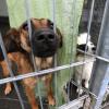 Weil es zu voll ist, kann das Tierheim Beckstetten momentan manche Tiere nicht mehr aufnehmen – auch die Hunde sind betroffen. Seit Mittwoch sind bei den Vierbeinern alle Plätze belegt.