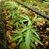 In der Nacht von Mittwoch auf Donnerstag fand die Polizei Marihuana-Planzen im Garten des Suizidgefährdeten (Symbolbild).