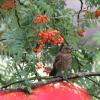 Die Vogelbeere wächst an der Eberesche (Symbolbild). 