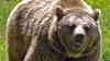 Ist der Bär zurück in Bayern? Auswertungen von Tierkot, der im Oberallgäu entdeckt wurde, weisen jedenfalls daraufhin. 