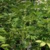 Marihuana-Pflanzen (Symbolbild)