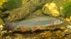 Der Fisch des Jahres 2020: Die Nase. Sie wird bis zu 50 cm groß und bis zu zwei Kilogramm schwer. Im Normalfall bleibt sie aber deutlich kleiner.  
