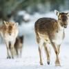 Wild im Winter: teilweise stark gefährdet durch Skitourengeher und Schneeschuhwanderer