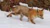 Ein an Räude erkrankter Fuchs. (Symbolbild)