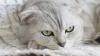 Katze (Symbolbild)