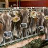 Wichtige Abnehmerländer wie Italien und Spanien importieren derzeit kaum noch Milch aus Bayern. Auch für Kälber und Schlachtvieh könnten die Preise fallen, fürchtet der Bauernverband (Archivfoto). 