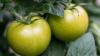 Grüne Tomaten (Symbolbild)