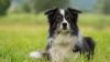 Border Collie (Symbolbild)