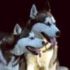 Huskys (Symbolbild)