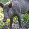 Anlässlich der sich ausbreitenden Afrikanischen Schweinepest (ASP) in Brandenburg und Sachsen hat der Freistaat Bayern die Abschussprämie auf Wildschweine mehr als verdreifacht. (Symbolbild)