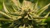 Cannabis (Symbolbild).