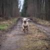 Der Hund rannte auf das Pferd zu und versetzte es in Panik. (Symbolbild)