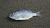 Unbekannte haben tote Fische auf einen Balkon in Lindau geworfen. (Symbolbild)