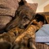 Hund "Mia" wurde auch aus Mallorca gerettet 