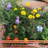 Ab Montag, den 12. April, werden Gartenmärkte, Blumenfachgeschäfte, Baumschulen, Gärtnereien, Baumärkte und Buchhandlungen wieder wie sonstige Geschäfte des Einzelhandels behandelt (Symbolbild). 