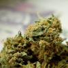 Nach einer Unfallflucht findet die Polizei ein halbes Kilo Marihuana in einem Kombi (Symbolbild)