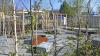 Gartenschau in Lindau: Aussteller "Birkenflüstern"