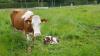 Auf einer großen Wiese in Lindau hat eine Kuh am Mittag des Pfingstmontag ein Kalb zur Welt gebracht. 