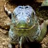 Im Reptilienzoo in Scheidegg leben einige der gefährlichsten Tiere.