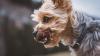 Ein kleiner Hund hat einen eineinhalb-jährigen Jungen in Vorarlberg in den Unterschenkel gebissen. (Symbolbild)