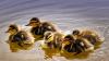 Mehrere Küken waren in einen Schacht gefallen. Deshalb machte eine Ente im Bodenseekreis laut schnatternd auf sie aufmerksam. (Symbolbild) 