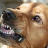 In Sonthofen wurde eine Fußgängerin von einem Hund gebissen. (Symbolbild)